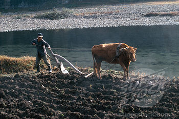 South Korea, Plowing Rice Field With Bull.